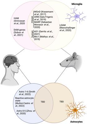 All roads lead to heterogeneity: The complex involvement of astrocytes and microglia in the pathogenesis of Alzheimer’s disease